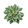 Hosta 'Minute Man'