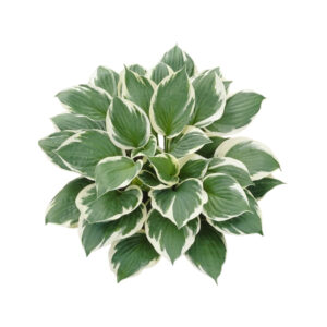 Hosta 'Minute Man'