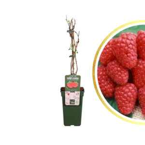 Rubus idaeus 'Bulharský Rubín'