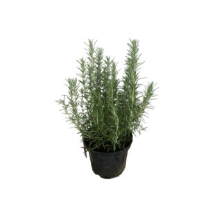 Rosmarinus officinalis