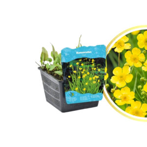Ranunculus lingua