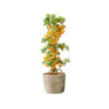 Pyracantha cocc. 'Soleil d'Or'