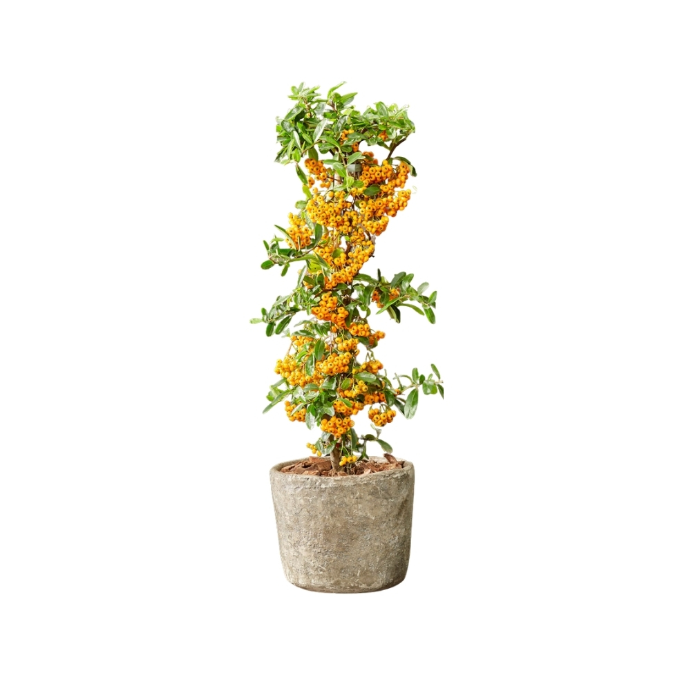 Pyracantha cocc. 'Soleil d'Or'