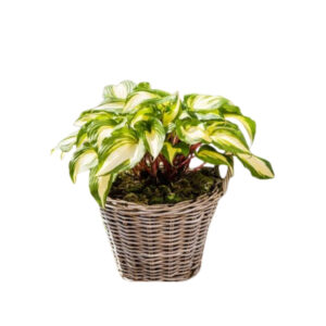 Hosta 'Raspberry Sundae'