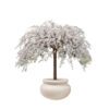Prunus 'Snow Fountains'