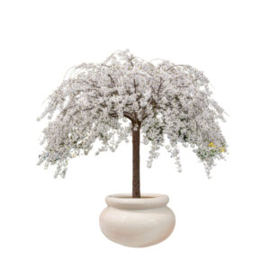 Prunus 'Snow Fountains'