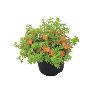 Potentilla frut. 'Red Ace'