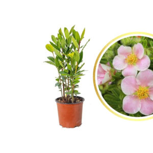 Potentilla frut. 'New Dawn'