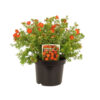 Potentilla frut. 'Marian Red Robin'