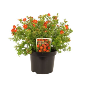 Potentilla frut. 'Marian Red Robin'