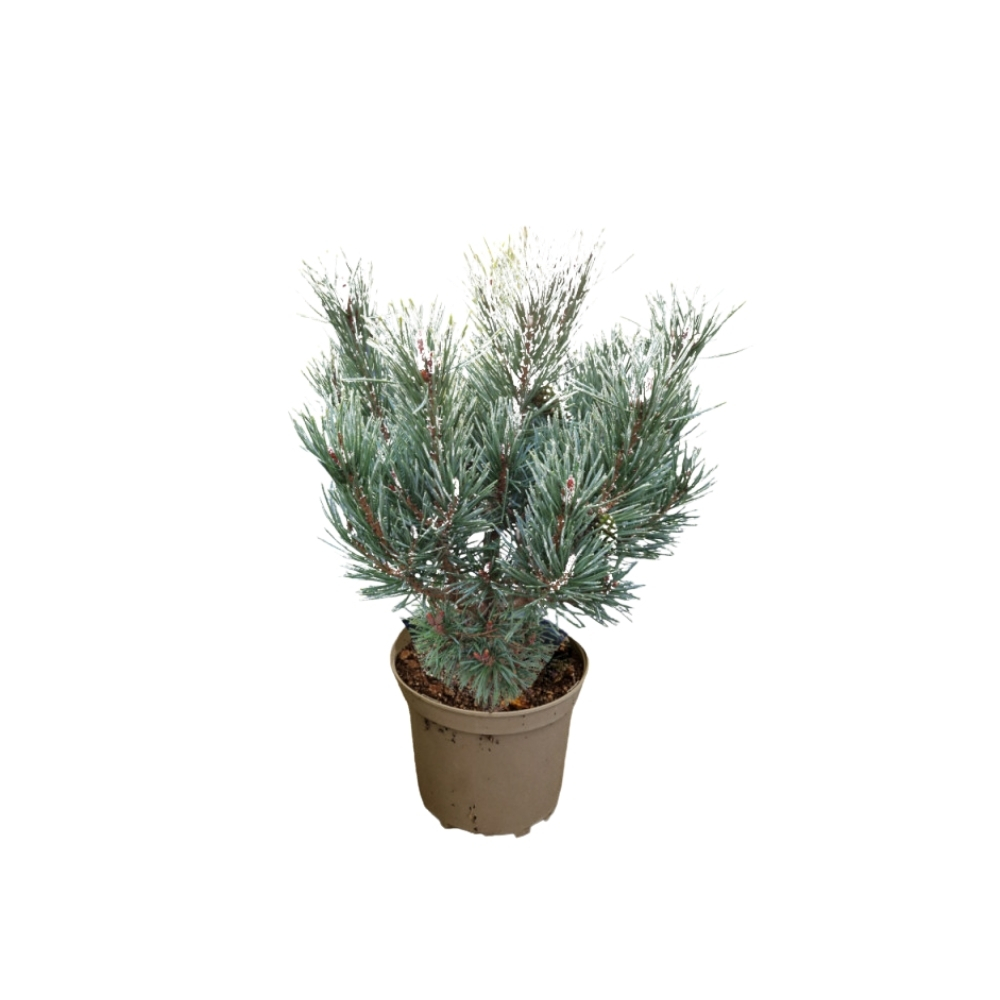 Pinus sylvestris 'Chantry Bleu'