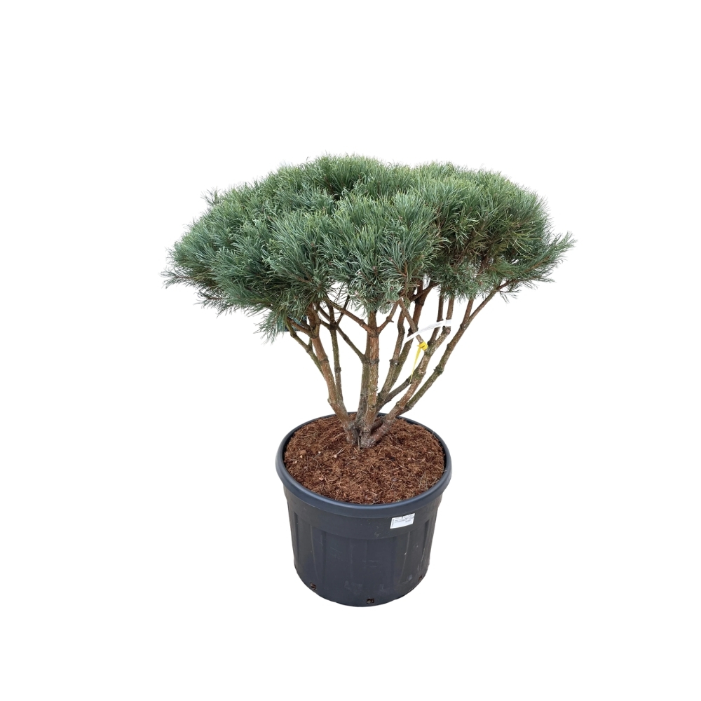 Pinus sylvestris