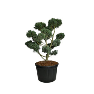 Pinus parviflora 'Glauca'