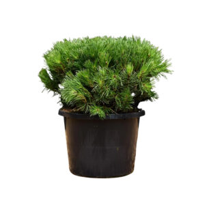 Pinus mugo pumilio