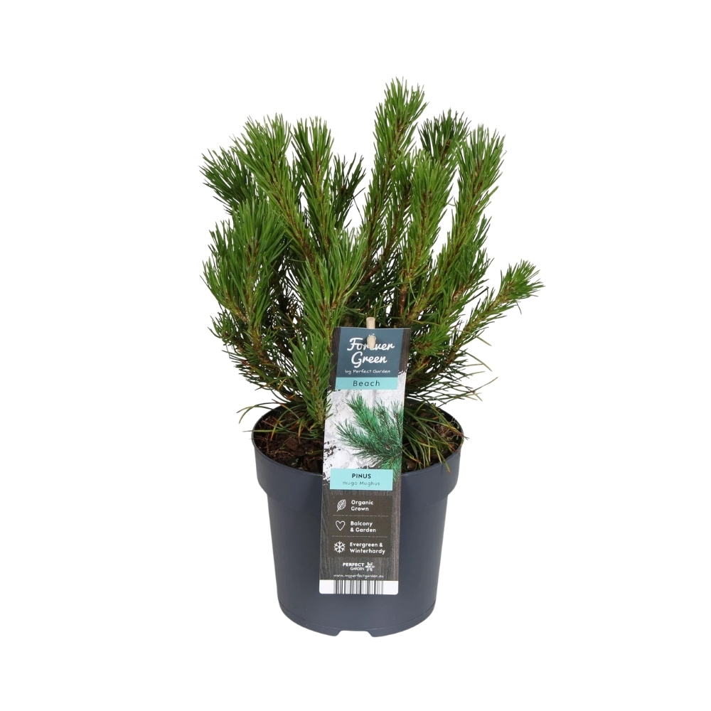 Pinus mugo mughus