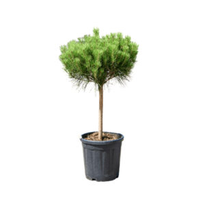 Pinus densiflora 'Alice Verkade'