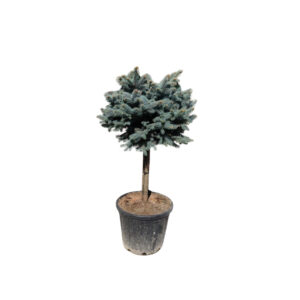 Picea pungens 'Glauca Globosa'