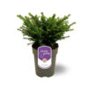 Picea omorika 'Karel'
