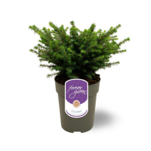 Picea omorika 'Karel'
