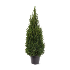 Picea glauca 'Perfecta'