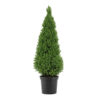 Picea glauca 'Conica'