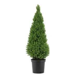 Picea glauca 'Conica'