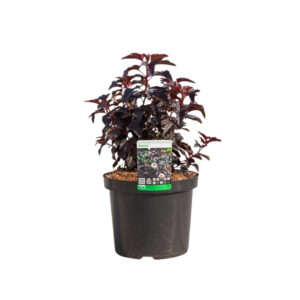 Physocarpus opul. 'Schuch'