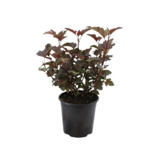 Physocarpus opul. 'Diabolo'