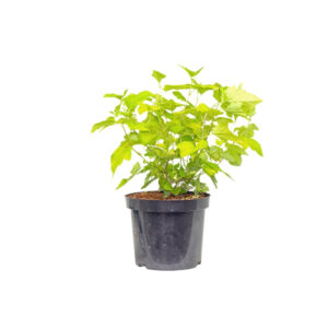 Physocarpus opul. 'Dart's Gold'