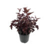 Physocarpus opul. 'All Black'