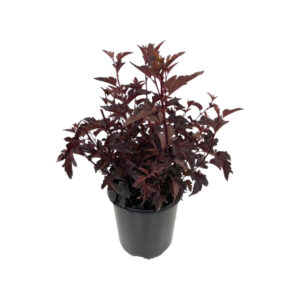 Physocarpus opul. 'All Black'