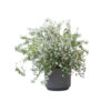 Philadelphus 'Snowbelle'
