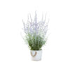 Perovskia atriplicif. 'Silvery Blue'