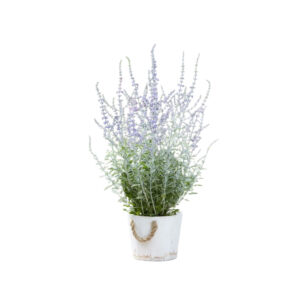 Perovskia atriplicif. 'Silvery Blue'