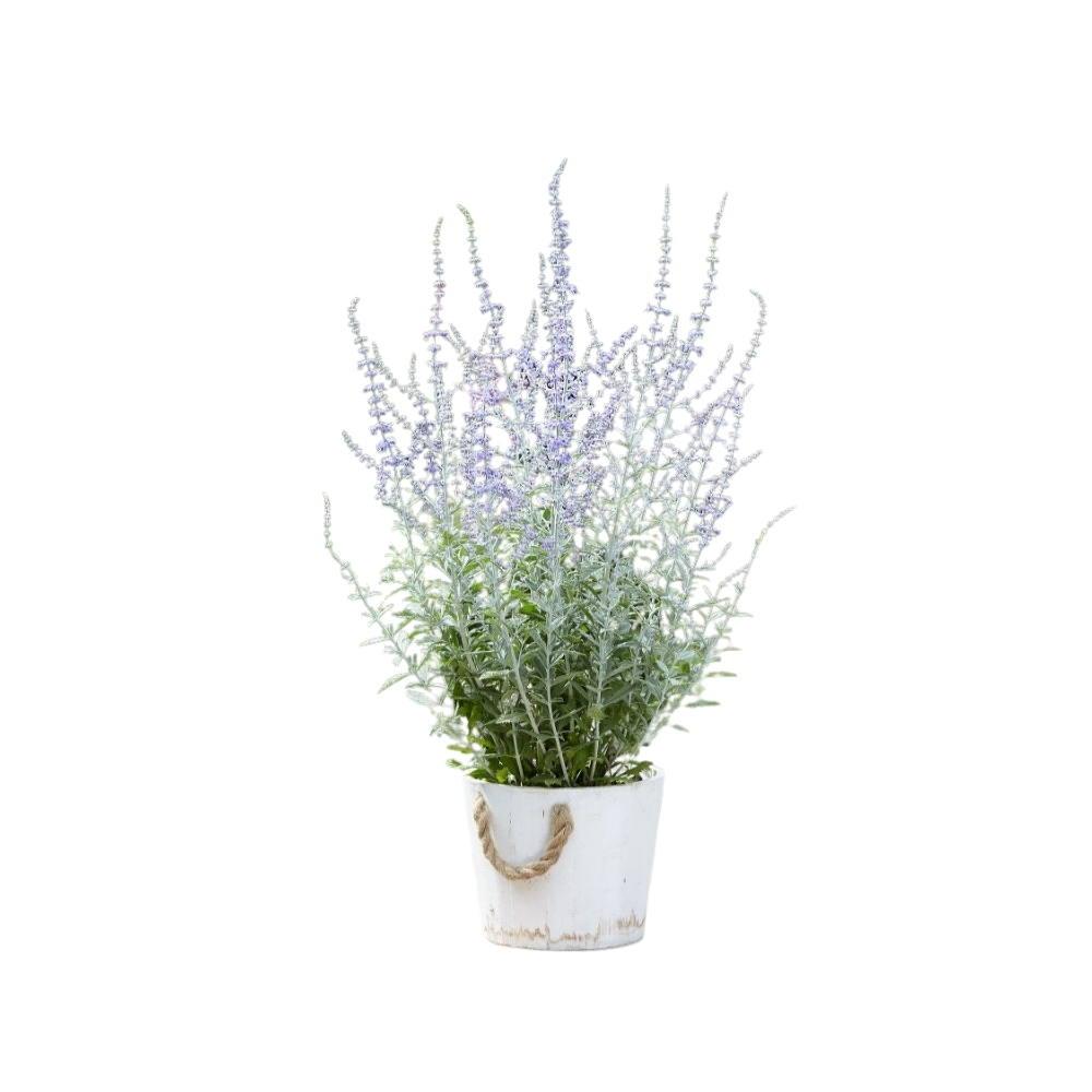 Perovskia atriplicif. 'Silvery Blue'