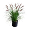 Pennisetum orient. 'Karley Rose'