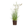 Pennisetum alop. 'Hameln'