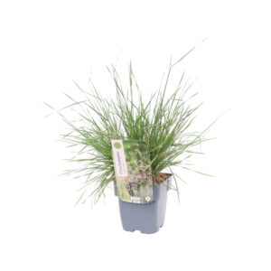 Deschampsia cesp. 'Palava'