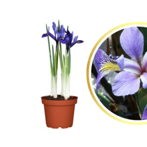 Iris versicolor