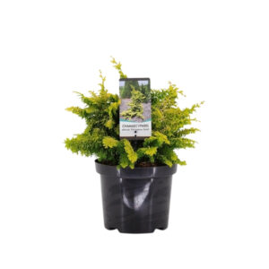 Chamaecyparis obt. 'Fernspray Gold'