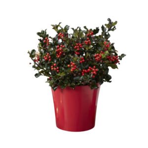 Ilex x meserveae 'Blue Angel'