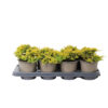 Juniperus hor. 'Golden Carpet'