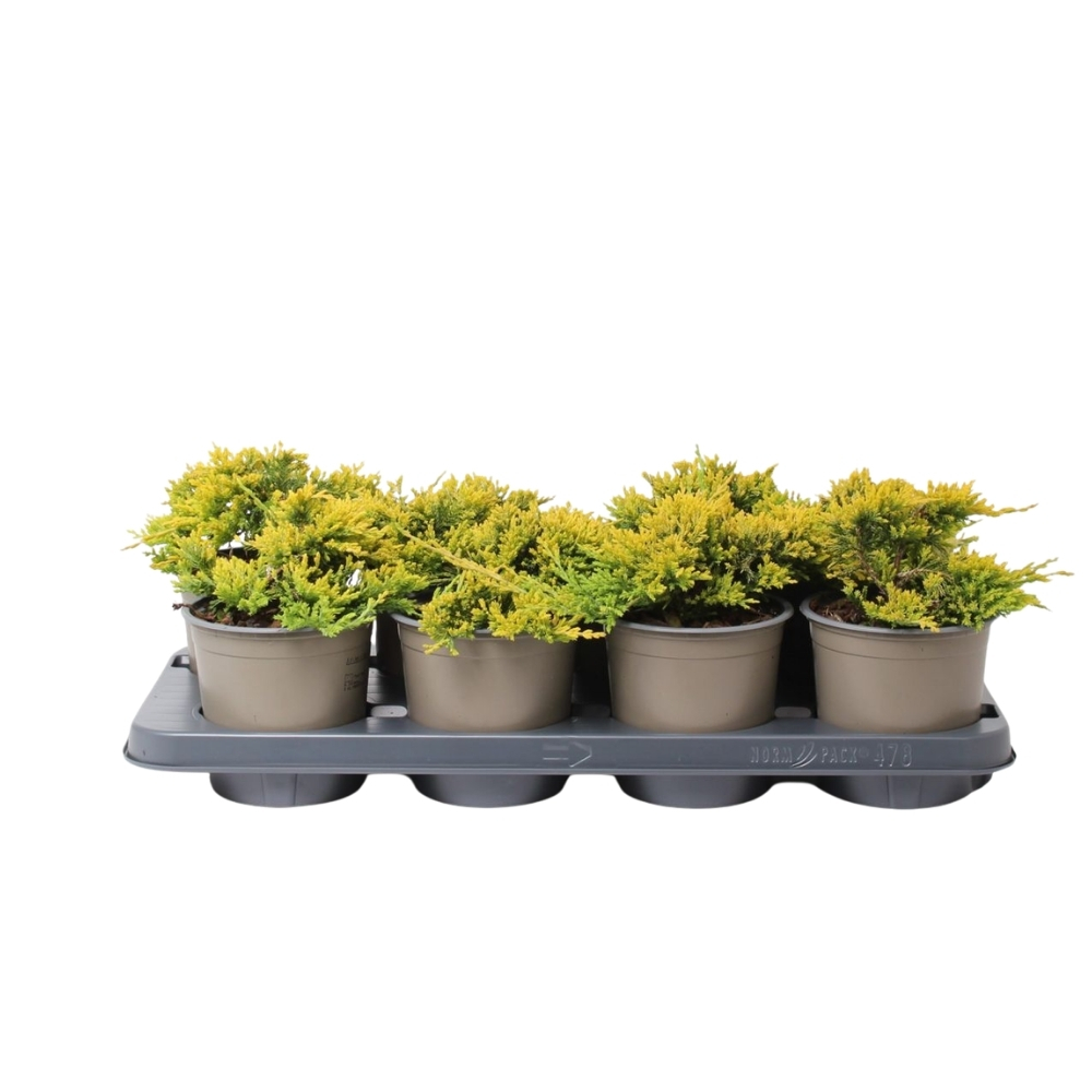 Juniperus hor. 'Golden Carpet'