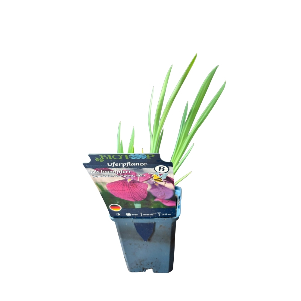 Iris kaempferi