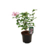 Hibiscus syr. 'Hamabo'