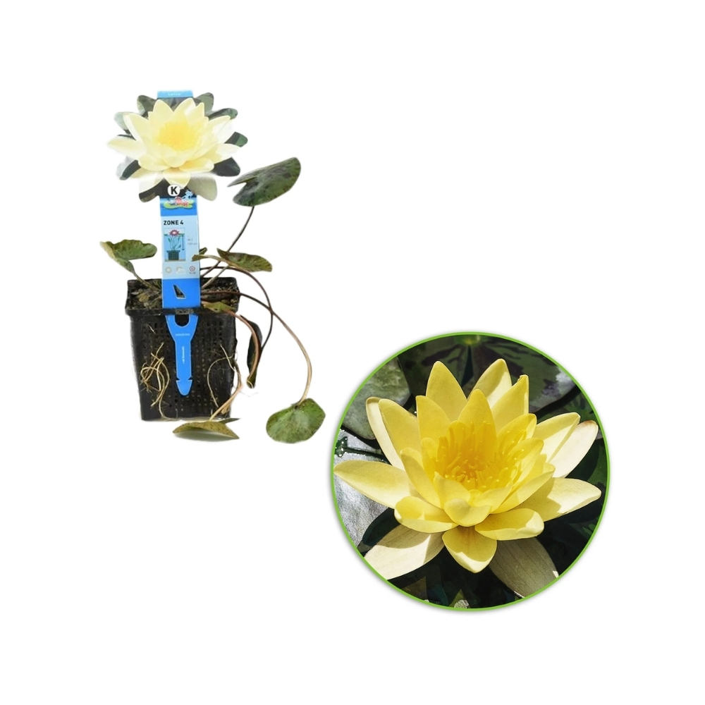 Nymphaea 'Marliacea Chromatella Gelb'