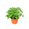 Mentha piperita
