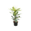 Mahonia media 'Winter Sun'