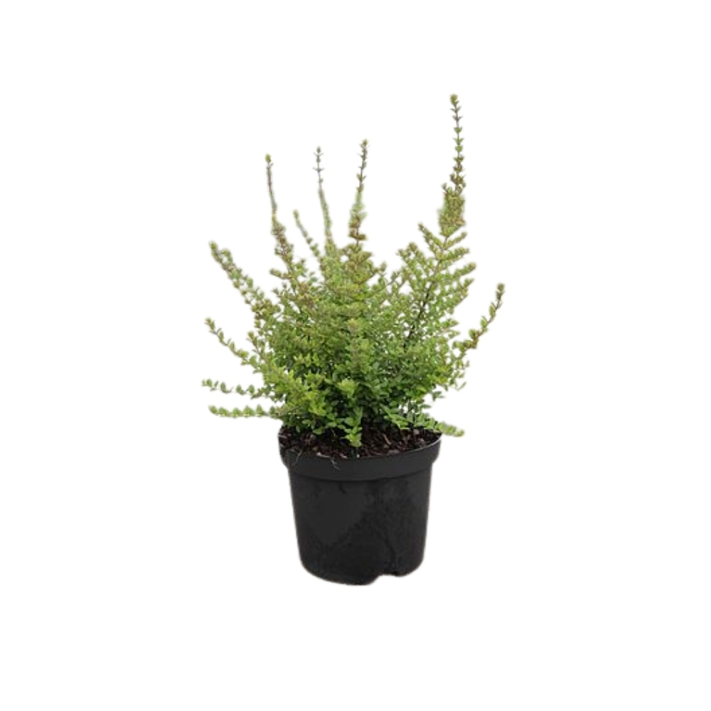 Lonicera nitida 'Tidy Tips'