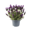 Lavandula stoechas